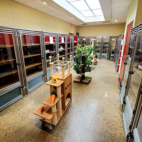 An indoor cattery area